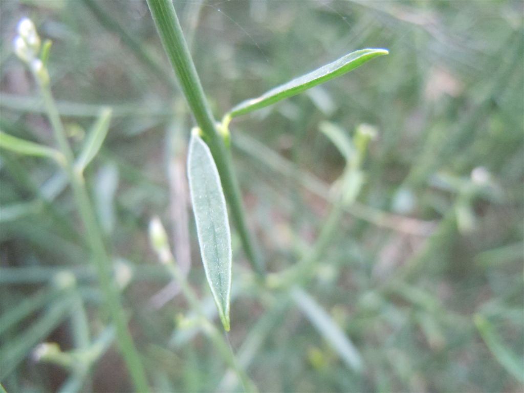 Ginestra - Spartium junceum